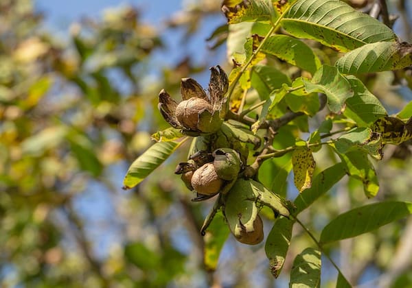 تصویر 2 از خرید و قیمت نهال گردو اسرائیلی + فروش عمده